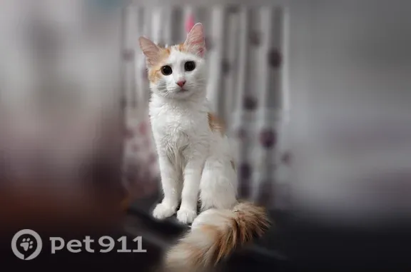 Пропала кошка, Типографская, д. 69, Волгоград — бело-рыжая, зовут Луна - photo