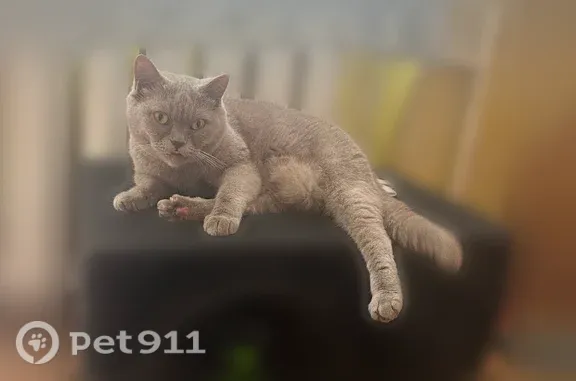 Найдена кошка, Уфа, фото: Найдена кошка, Октября, Уфа — серый окрас, ласковая