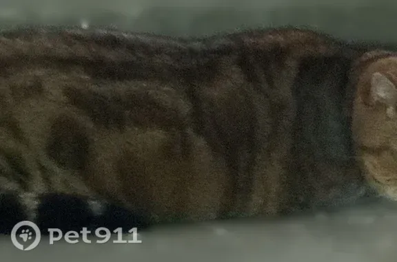 Найдена кошка, Волгоград, фото: Найдена кошка, Район Дзержинский (г Волгоград), 51-й Гвардейской, д. 28, Волгоград — плачет