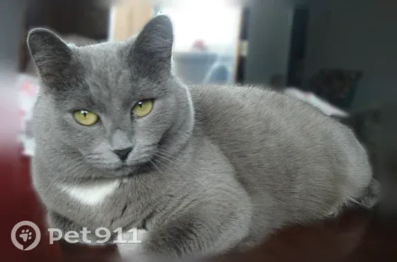 Пропала кошка, Кемерово, Молодежный, д. 6а — серый окрас, 17+ лет - photo