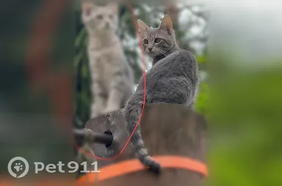 Пропала кошка, Раменское, Хвойный — ручной ласковый котик, 5 месяцев - photo