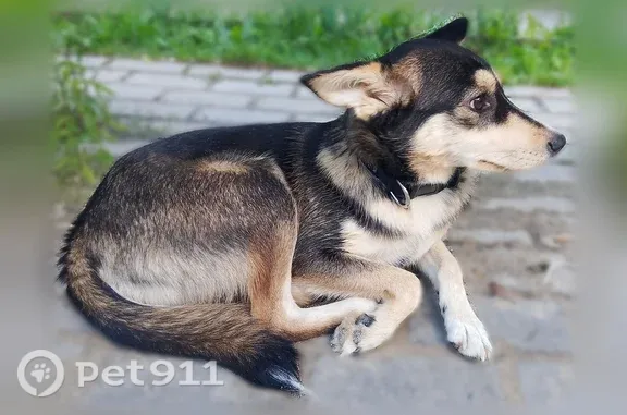 Найдена собака, Томск, фото: Найдена собака, Томск