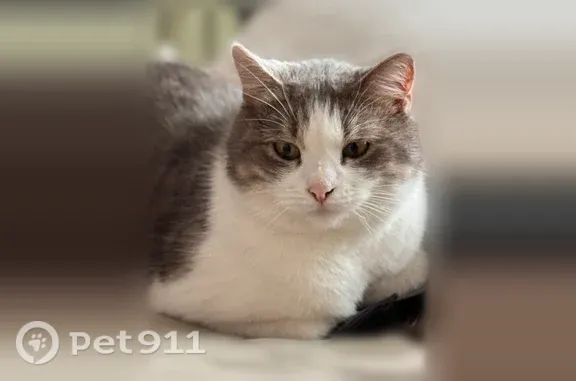 Пропала кошка, Поселок санатория 