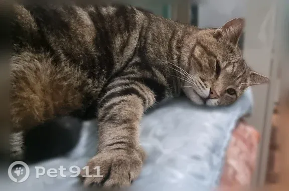 Пропала кошка, пос. Западный 239 кл, Воронеж — с красной шлейкой на шее и поводком - photo