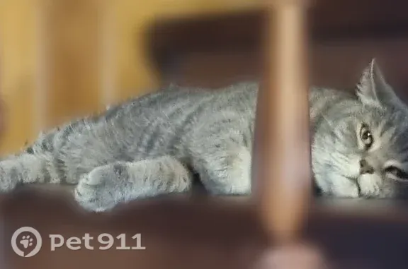Пропала кошка, Новокузнецк, район «Белые дома» — «Абашево», взрослая, 6–8 лет, стерилизована - photo