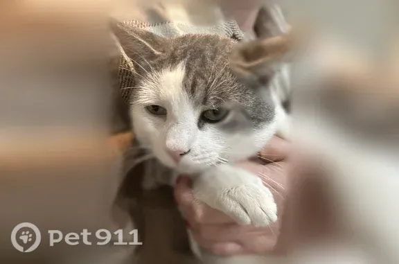Найдена кошка, Жареный Бугор, фото: Найдена кошка, Поселок Жареный Бугор, Жареный Бугор — серо-белая с белым треугольником на морде, ранена лапа