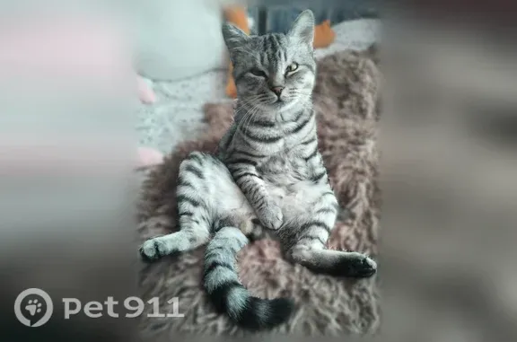 Кошки потеряшки, Георгиевск, фото: Потеряшка кошка, Георгиевск, Гагарина, д. 280 — серый цвет, чёрные пятна, розовый ошейник