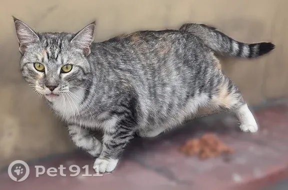 Найдена кошка, Новокузнецк, фото: Найдена кошка, Новокузнецк, Строителей, д. 54
