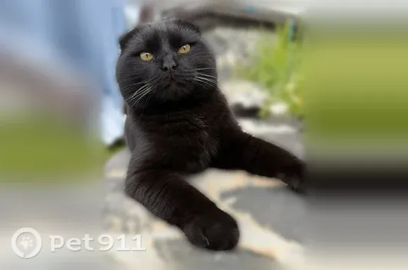Найдена кошка, Мурманск, фото: Найдена кошка, Мурманск — домашний кот
