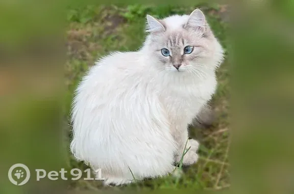 Пропала кошка, Ярославль, Лескова, д. 28 — голубые глаза, пушистый хвост - photo