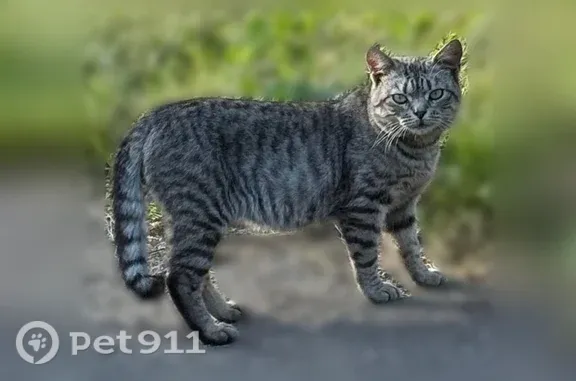 Найдена кошка, Ярославль, фото: Найдена кошка, Суздальское, д. 54, Ярославль — ласковая