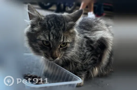 Найдена кошка, Москва, фото: Найдена кошка, Район Щукино (г Москва), Народного Ополчения, д. 38 1, Москва — полосатая табби, спокойная