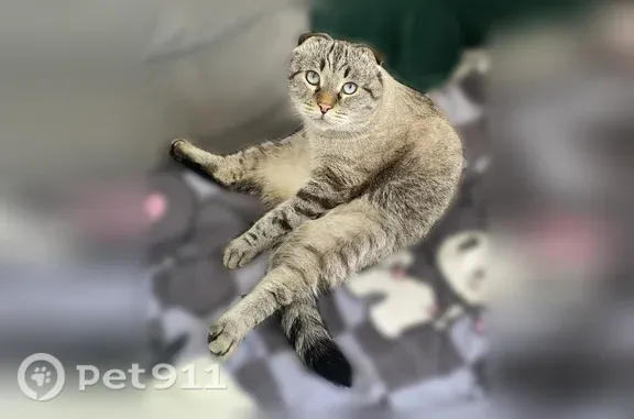 Пропала кошка, Петрозаводск, Прионежская, д. 6 — вислоухая, светло-серая в полоску - photo