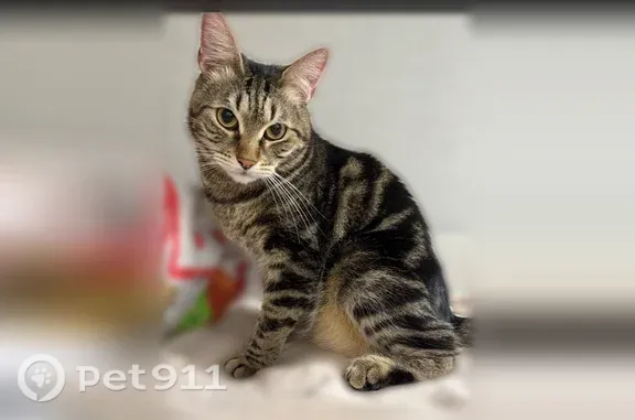 Пропала кошка, Котельниково, Баранова, д. 36 — вышел во двор и не вернулся - photo