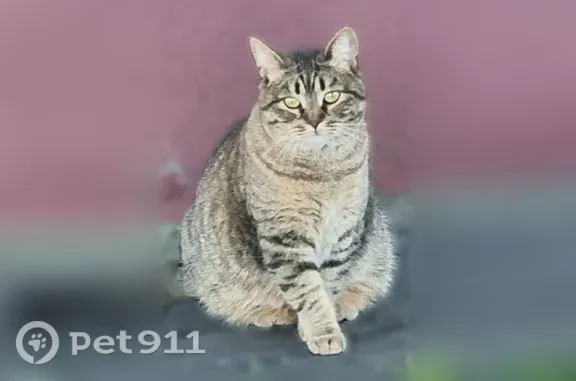Найдена кошка, Ярославль, фото: Найдена кошка, Ярославль — окрас табби, очень ласковая