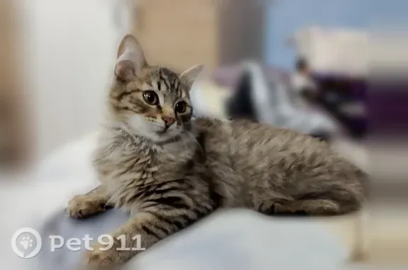 Пропала кошка, Южноуральск, Боровая — длинношёрстная, серо-коричневый табби, с пушистой «гривой» - photo