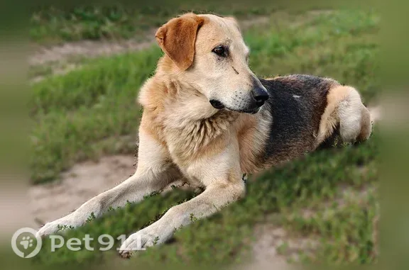Объявления о пропавших и найденных животных, Павловский Посад, фото: Найдена собака, Деревня Шебаново (г Павловский Посад), Павловский Посад — худая, высокая