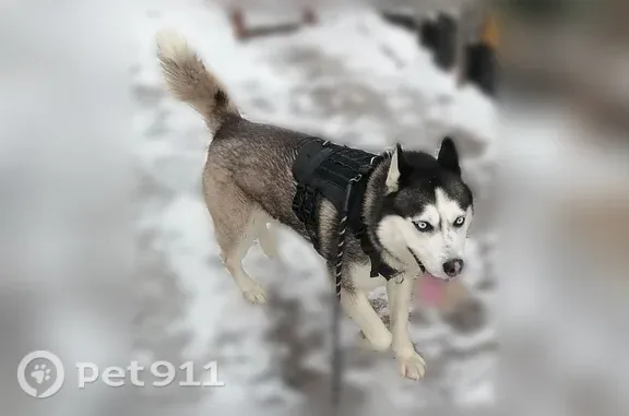 Собаки потеряшки, Мелеуз, фото: Потеряшка собака, Мелеуз — сбежал со двора и убежал со стаей собак
