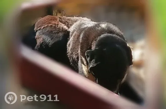 Объявления о пропавших и найденных животных, Балашиха, фото: Найдена собака, Микрорайон Железнодорожный (г Балашиха), Юбилейная, д. 14А, Балашиха — метис сторожевой или лабрадора