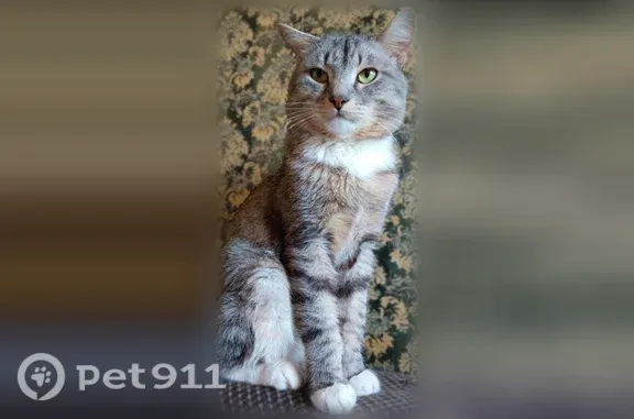 Пропала кошка, Физкультурников, д. 14, Киров — правое ухо надломано - photo