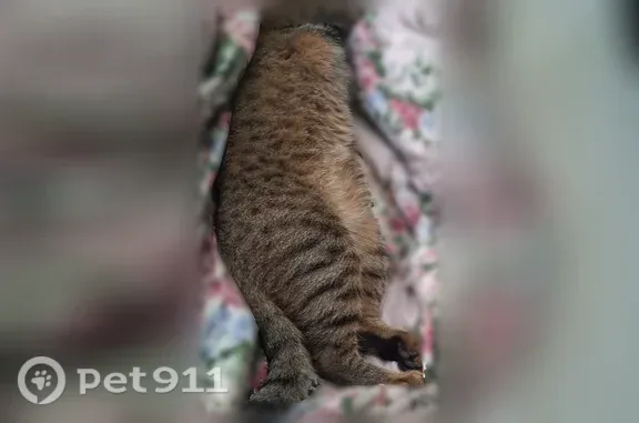 Пропала кошка, Нижний Новгород — серый полосатый, кастрирован, зовут Серик - photo