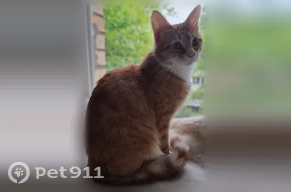 Пропала кошка, В Мещерском парке, Москва — рыжий полосатый котик, очень пугливый - photo