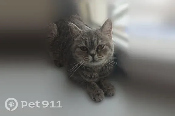 Пропала кошка, Большая Подгорная, Томск — прямоухая шотландка, беременна - photo