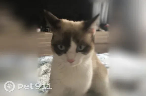 Кошки потеряшки, Кострома, фото: Потеряшка кошка, д. 41, Кострома — домашний кот, голубые глаза