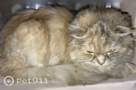 Найдена кошка, Казань, фото: Найдена кошка, проспект Победы, Казань — маленькая, острижена, похожа на перса