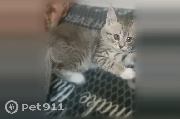 Пропала кошка, Тюмень, Ямская, д. 73 — выбежала из дверей - photo