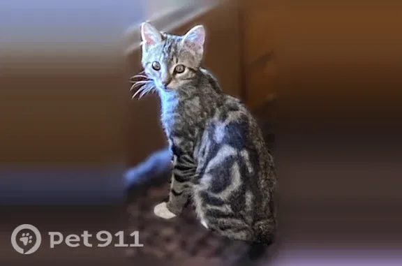 Пропала кошка, Москва, Черняховского, д. 4А — котёнок 3–4 месяца, выпал из окна - photo