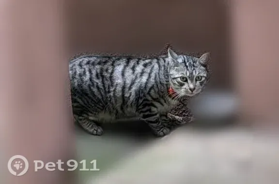 Найдена кошка, Москва, фото: Найдена кошка, Онежская, Москва — серый полосатый