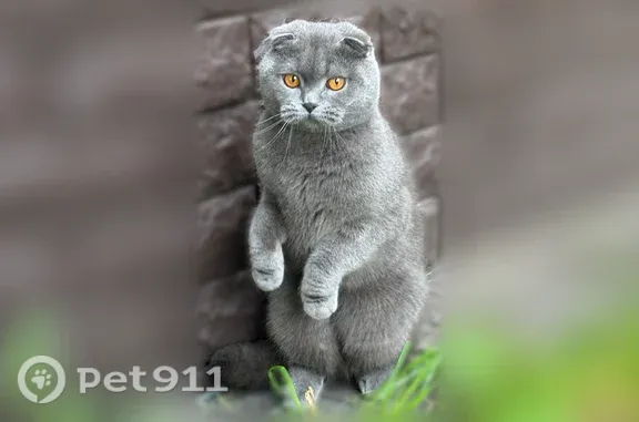 Пропала кошка, Московский, д. 143, Ярославль — шотландская вислоухая, не агрессивная - photo