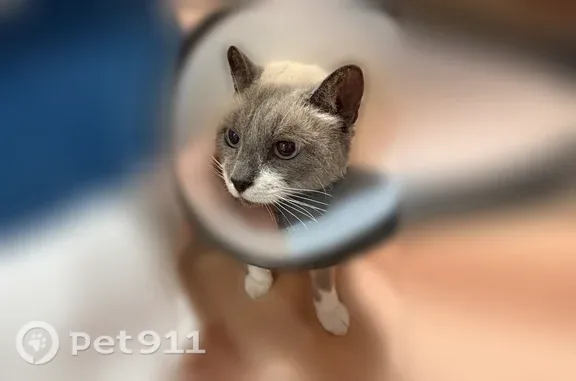 Найдена кошка, Ярославль, фото: Найдена кошка, Доронина, Ярославль — в воротнике