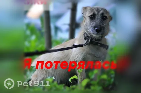 Пропала собака, ул. Островского, Воронеж — две собачки, Кики и Дина - photo