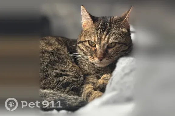 Пропала кошка, Уфа, Отечественная, д. 60 — пятнистая, стерилизованная, 2 года - photo