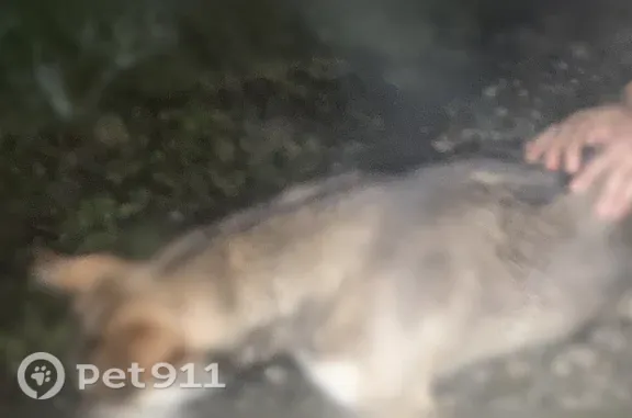 Найдена собака, Павловский Посад, фото: Найдена собака, Территория снт Дружба (деревня Дальняя) (г Павловский Посад), Павловский Посад — кобель, сама пришла к калитке