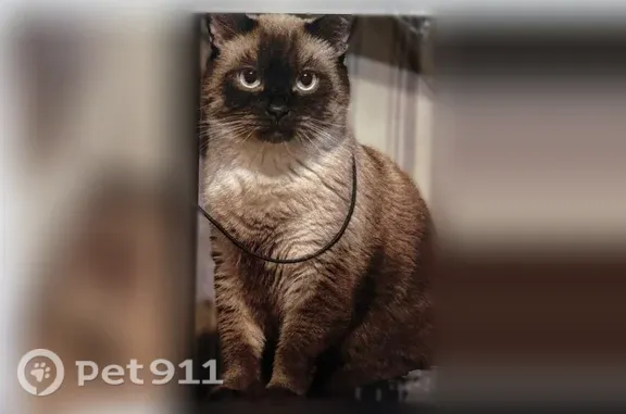 Пропала кошка, Новочерёмушкинская, д. 21 1, Москва — сиамская, 6 лет - photo