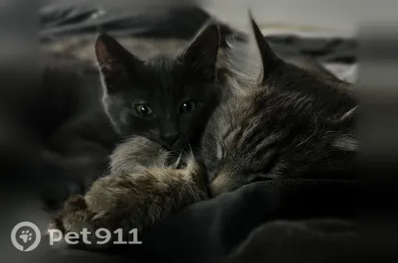 Пропала кошка, Чайковского, д. 50А, Владимир — котёнок 3 месяца, большие ушки, длинный хвост - photo