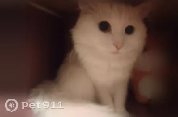 Пропала кошка, Пермь, Петропавловская, д. 81 — белая пушистая кошка, 4–5 лет - photo
