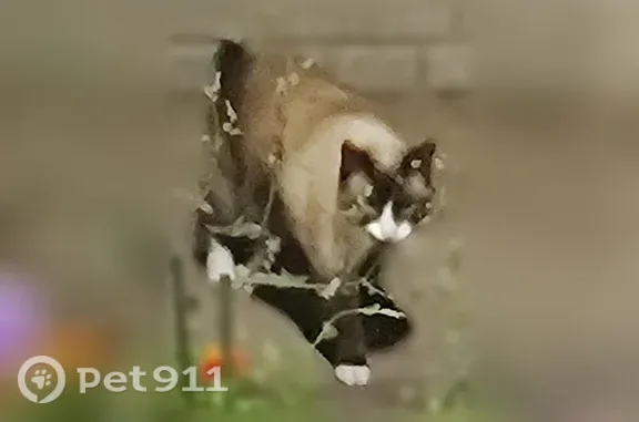 Найдена кошка, Ярославль, фото: Найдена кошка, Дядьковская, Ярославль — сиамский кот, очень пугливая