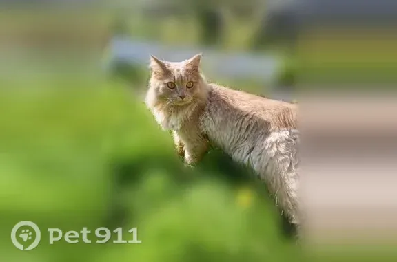 Пропала кошка, Садовая, Нижневартовск — мейн-кун, песочного цвета, добрый - photo
