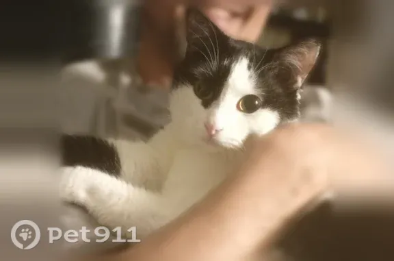 Пропала кошка, Энергетиков, д. 15, Курчатов — чёрно-белая, видели у садика Добрыня - photo
