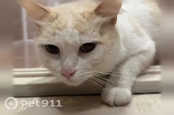 Найдена кошка, Пенза, фото: Найдена кошка, Генерала Глазунова, д. 1, Пенза — очень ласковая и игривая