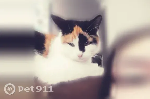 Пропала кошка, Комсомольская, д. 37, Меленки — трёхцветная, ласковая, небольшая - photo
