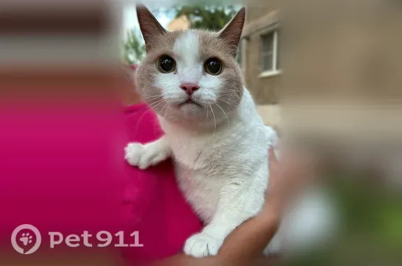 Найдена кошка, Волжский, фото: Найдена кошка, Волжский, Горького, д. 29 — белая с рыже-кремовыми пятнами, напугана