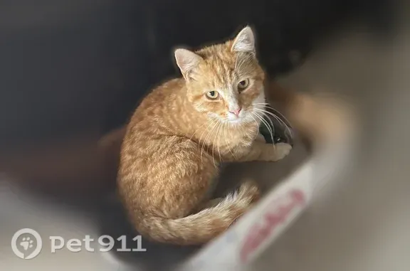 Найдена кошка, Кропоткин, фото: Кошка ищет дом, Кропоткин, Деповская, д. 81
