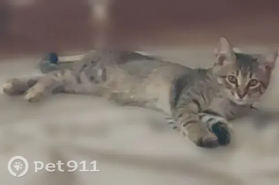 Пропала кошка, Карла Маркса, д. 42, Ульяновск — кошечка, около 4 месяцев - photo