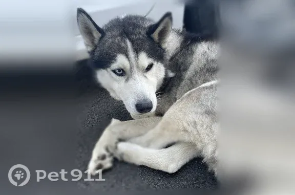 Найдена собака, Волгоград, фото: Найдена собака, Лазоревая, д. 65, Волгоград — левый глаз коричневый, правый голубой