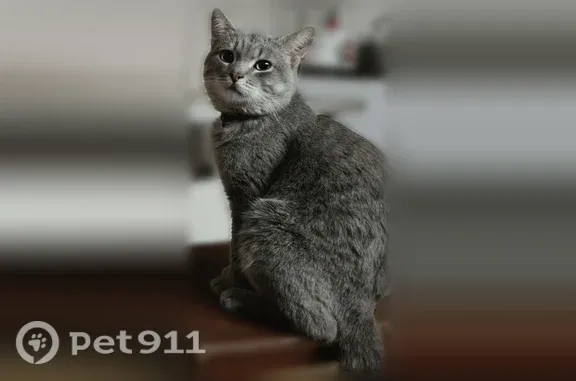 Пропала кошка, Волгоградская, д. 130, Екатеринбург — серый окрас, большие зелёные глаза - photo